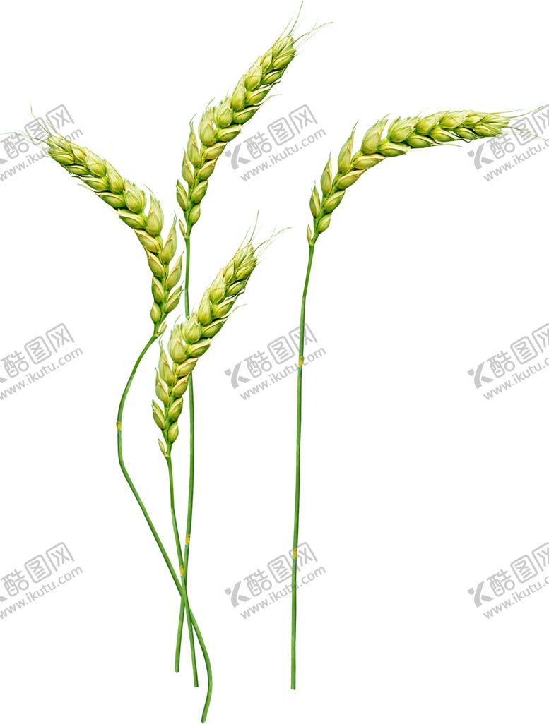 编号：25256807040355069647【酷图网】源文件下载-透明小麦png素材
