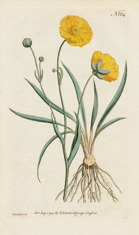 欧式复古色调花朵植物