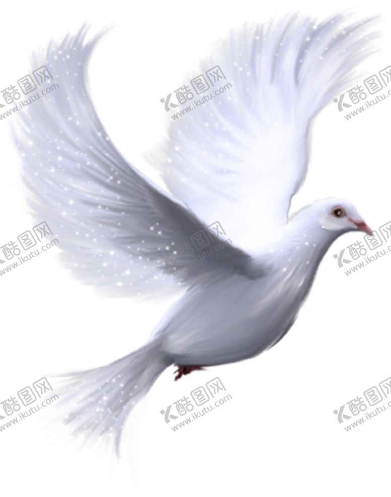 编号：46515403112224382723【酷图网】源文件下载-鸽子