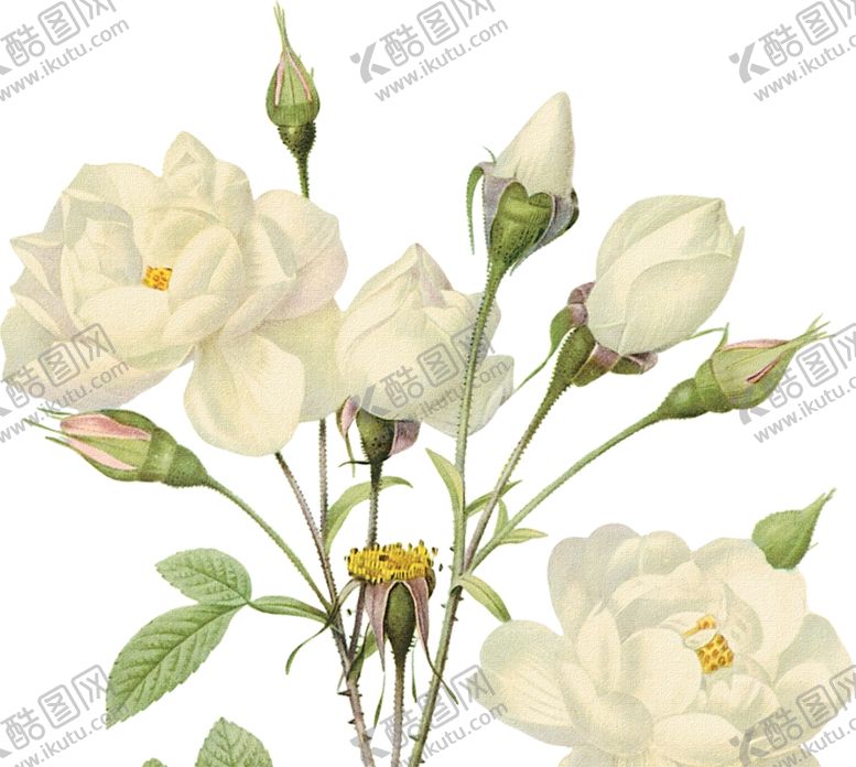 编号：98119910190616502279【酷图网】源文件下载-花朵