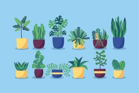 盆栽植物摆件