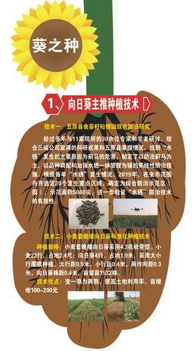 向日葵