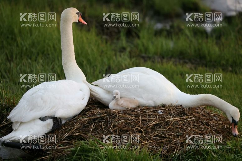 编号：36822011290136023079【酷图网】源文件下载-天鹅