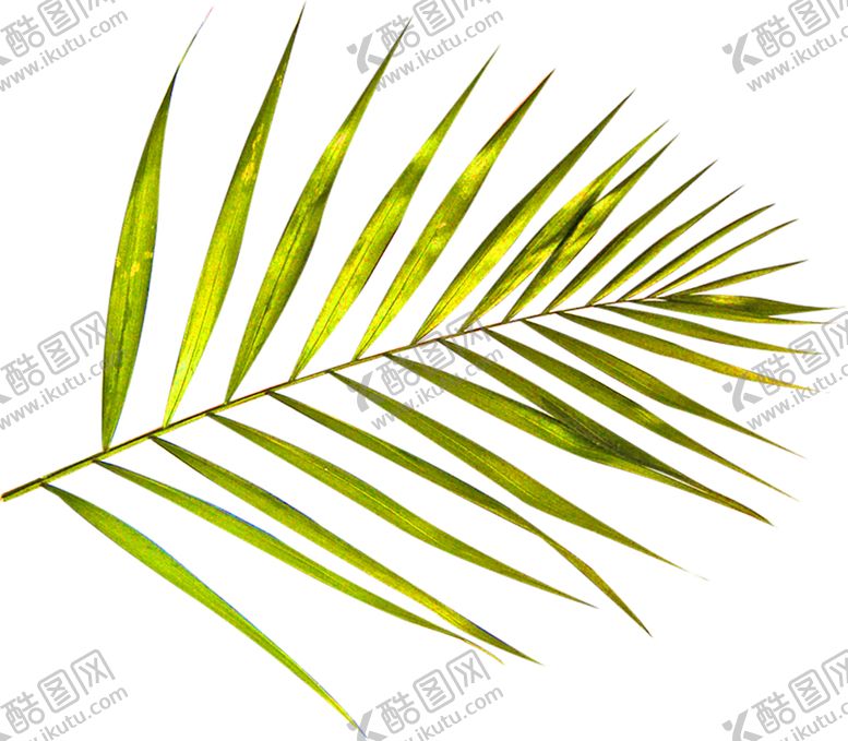 编号：46630909281936446943【酷图网】源文件下载-花素材