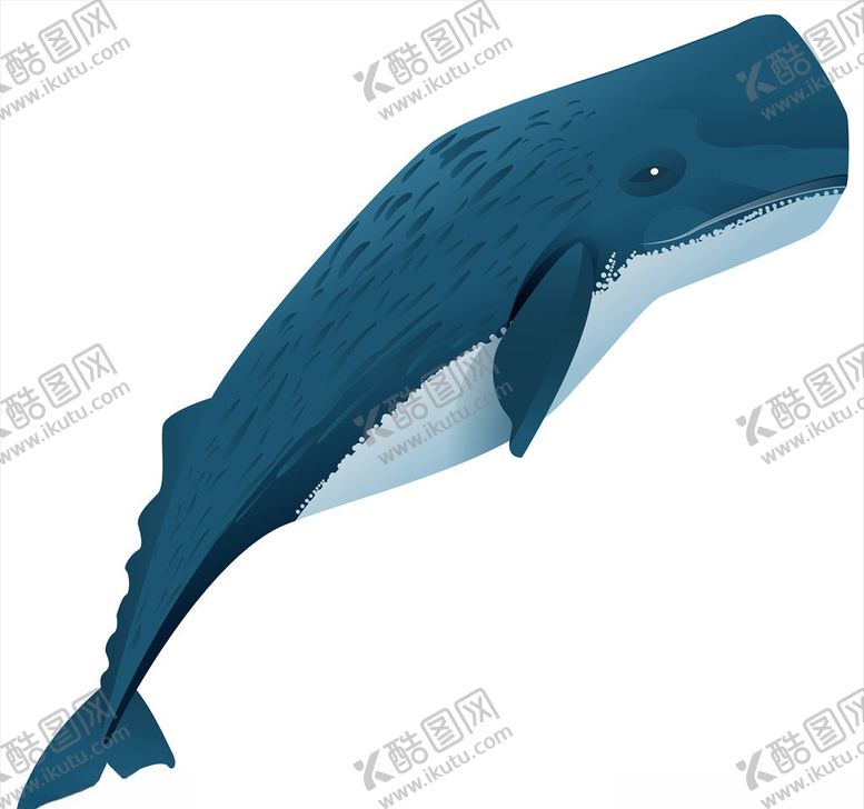 编号：77751404301856472839【酷图网】源文件下载-卡通鲸鱼