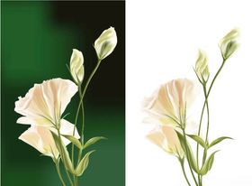 矢量鲜花素材花朵花卉