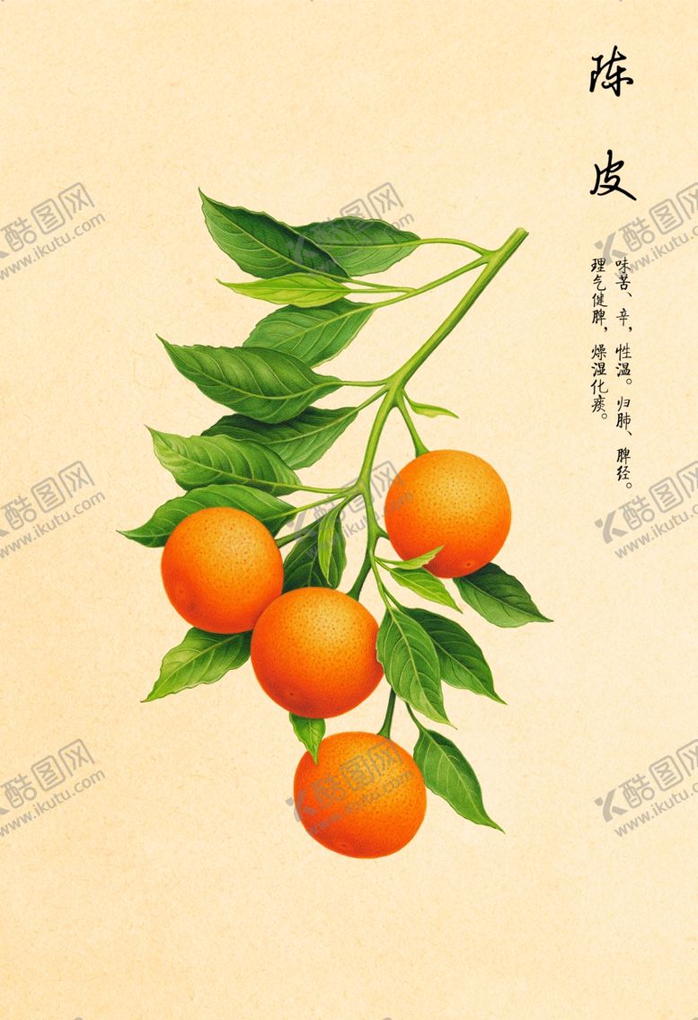 编号：32217009190253208079【酷图网】源文件下载-陈皮