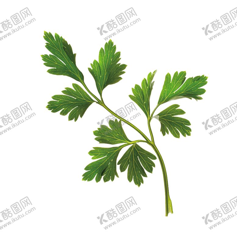 编号：81171410071430071696【酷图网】源文件下载-绿色装饰