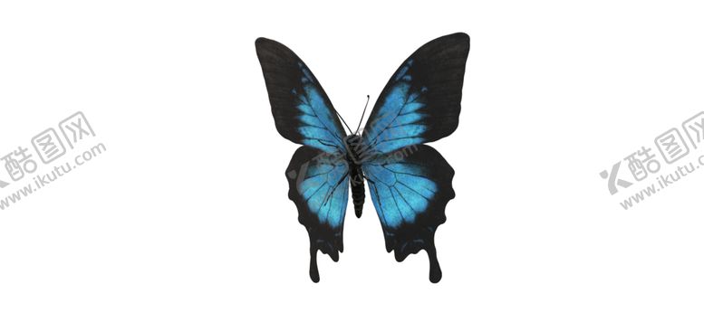 编号：35122509221318213037【酷图网】源文件下载-蝴蝶