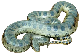 蟒蛇