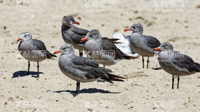 编号：62695012201024595417【酷图网】源文件下载-海鸥