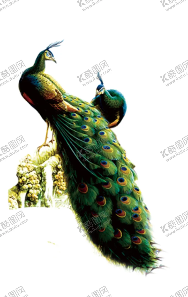 编号：99406907091432358239【酷图网】源文件下载-孔雀自然生态合成海报素材