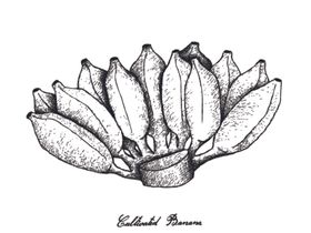 素描水果