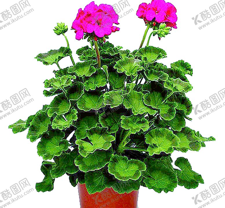 编号：40190311012023284302【酷图网】源文件下载-绿色装饰