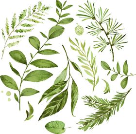 手绘植物叶子