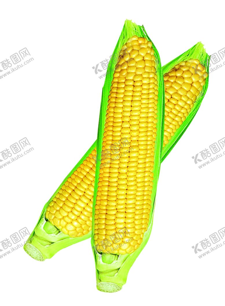 编号：31103109132246234359【酷图网】源文件下载-玉米