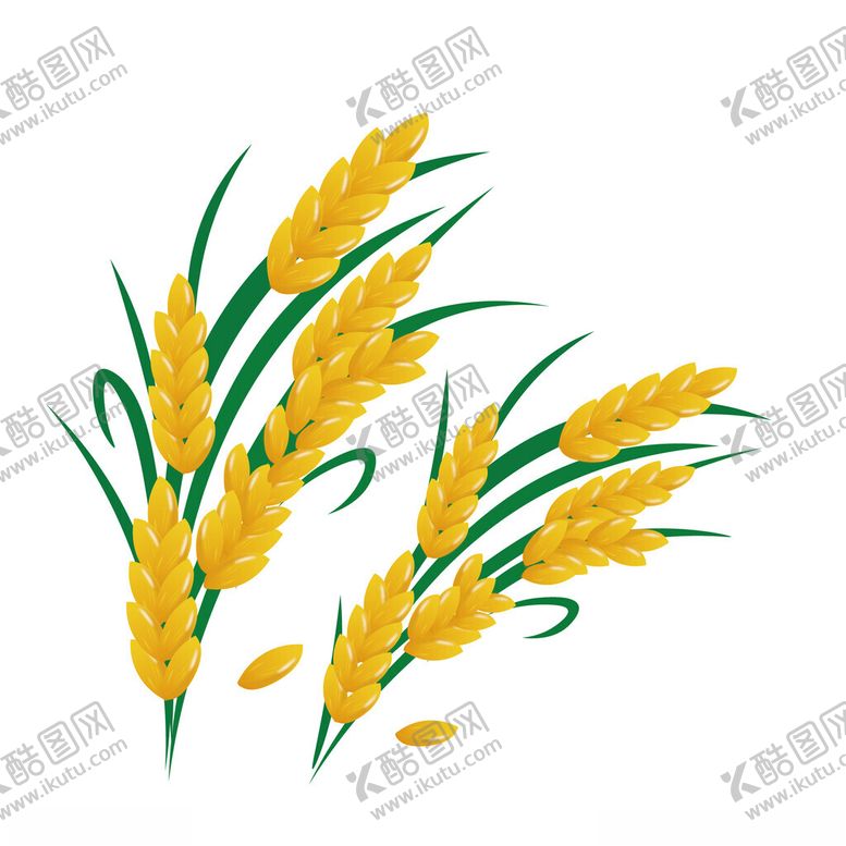 编号：80674202211642068007【酷图网】源文件下载-海水稻