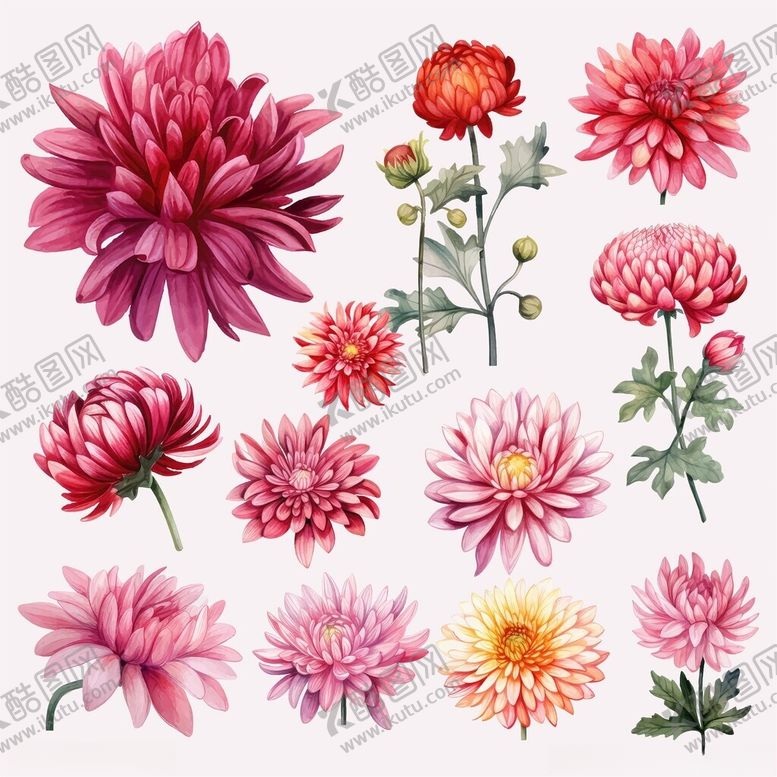 编号：74918711192132516174【酷图网】源文件下载-多彩菊花插画素材