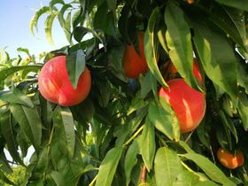 杨枝甘露 草莓桃桃 奶茶海报 