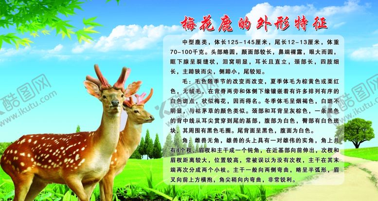 编号：18940810060138019355【酷图网】源文件下载-梅花鹿