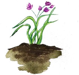 水粉画兰花素材