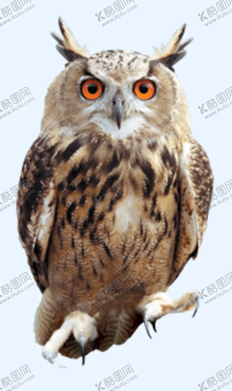 编号：73842509180453567426【酷图网】源文件下载-猫头鹰