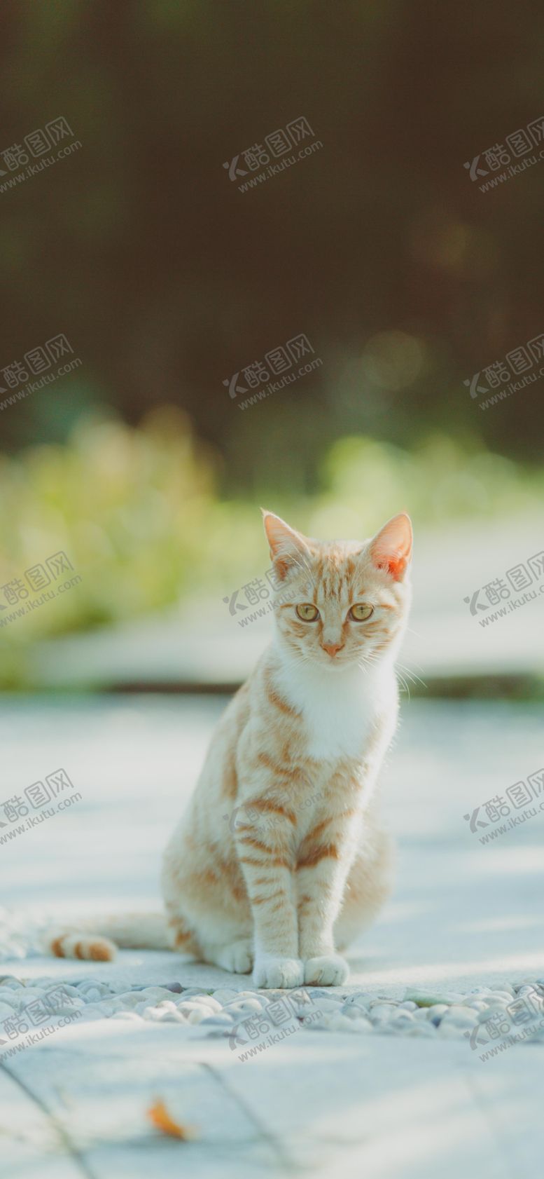 编号：40556906172219008865【酷图网】源文件下载-手机壁纸
