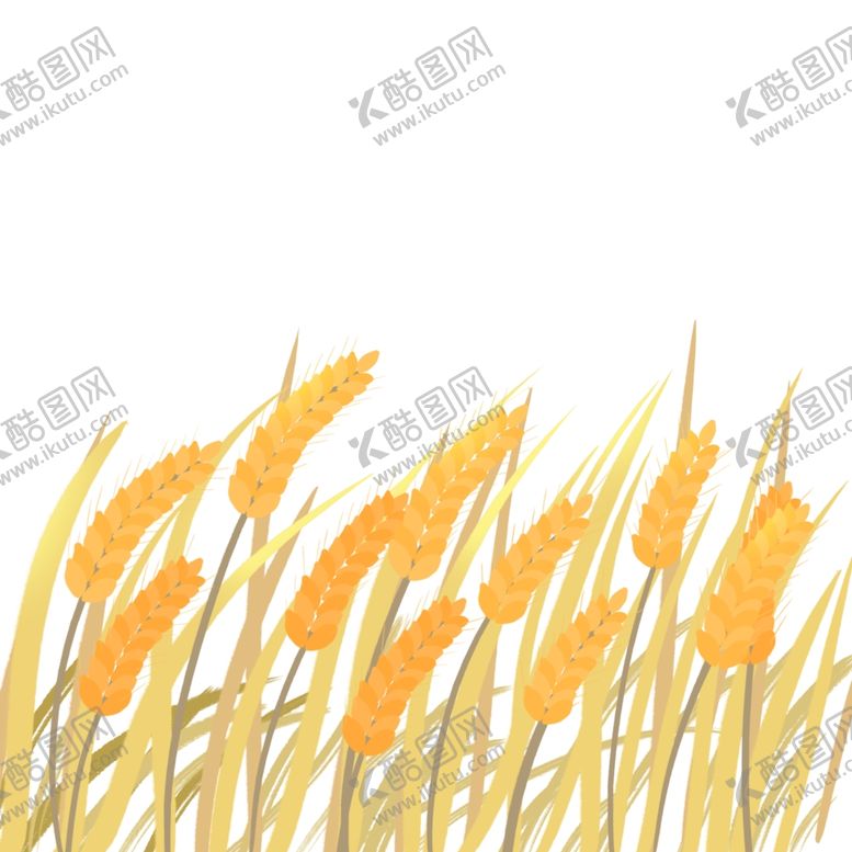 编号：56131002131529557618【酷图网】源文件下载-麦穗小麦图片