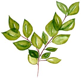 水彩植物