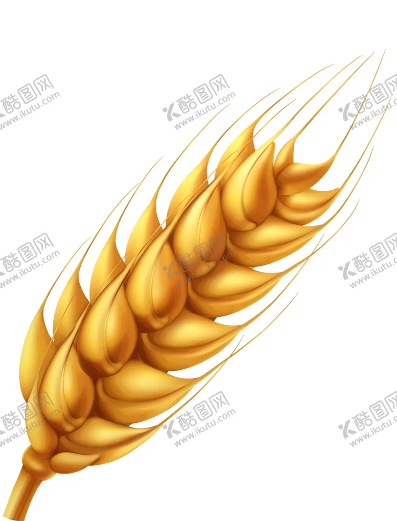 编号：62147801300654052692【酷图网】源文件下载-小麦