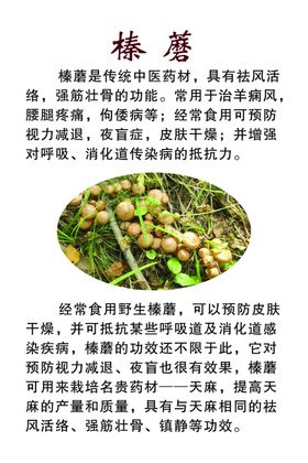 榛蘑