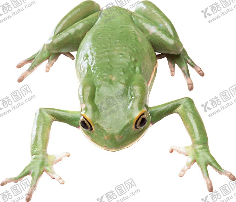 编号：60635410290640479639【酷图网】源文件下载-动物蛙类图谱