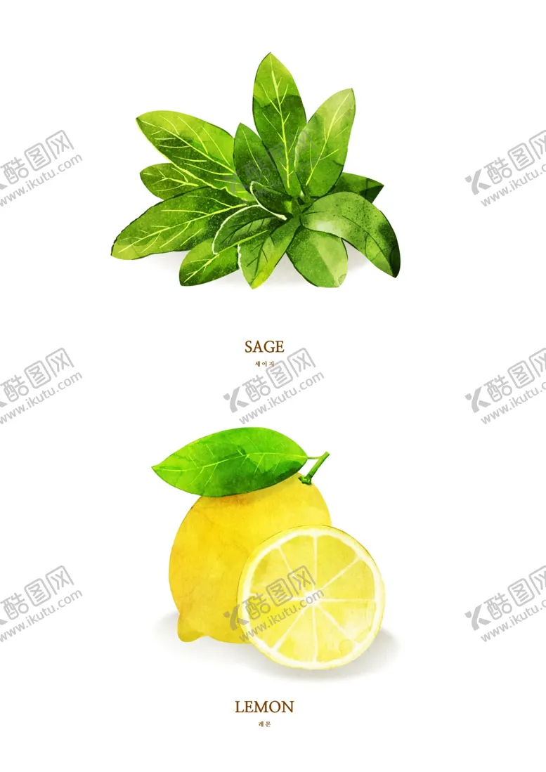 编号：27322105110120252689【酷图网】源文件下载-绿色蔬菜