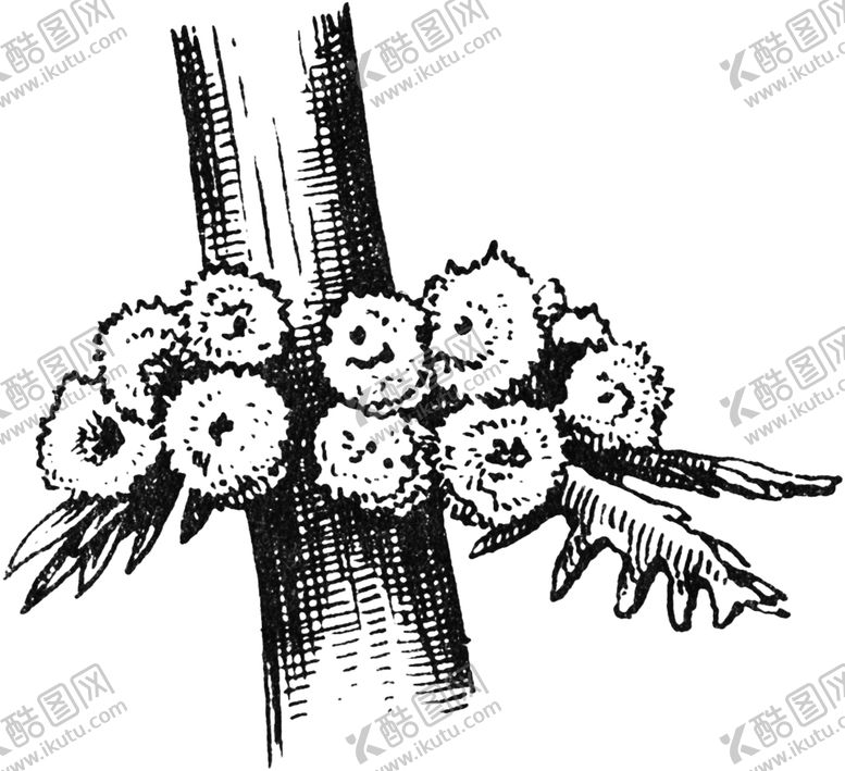 编号：13859310010831293729【酷图网】源文件下载-黑白手绘植物