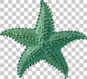 海星