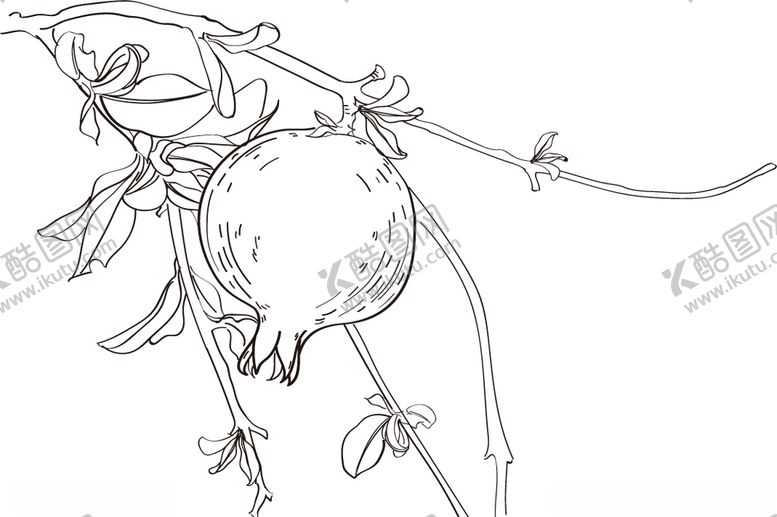 编号：91904309102142076918【酷图网】源文件下载-石榴白描