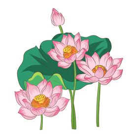 莲花插画