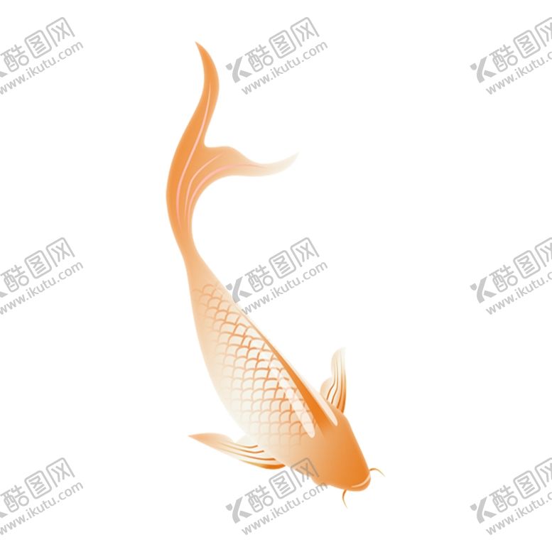 编号：62511110210040001540【酷图网】源文件下载-鲤鱼