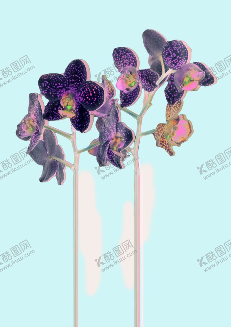 编号：10359911121622062133【酷图网】源文件下载-蝴蝶兰花卉