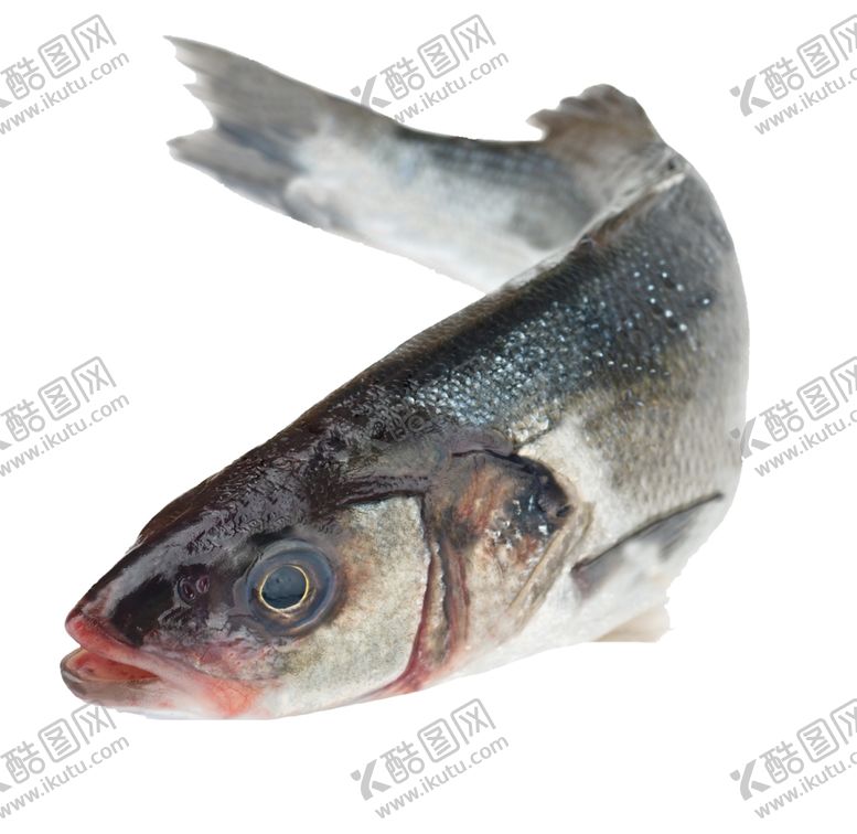 编号：50451609291501198029【酷图网】源文件下载-鲈鱼