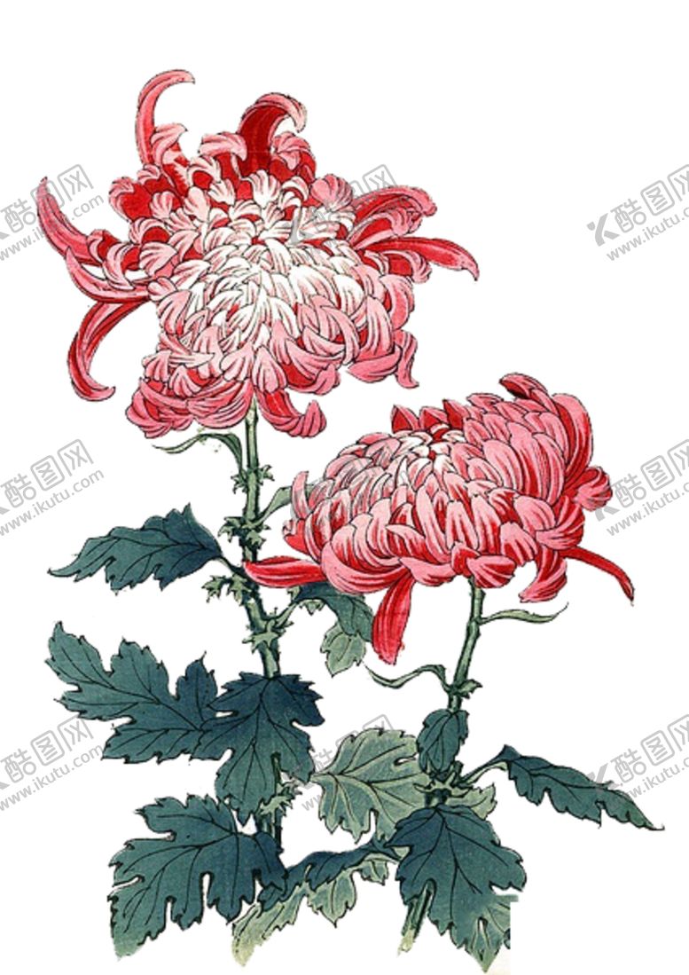 编号：19669305011816309459【酷图网】源文件下载-水墨菊花