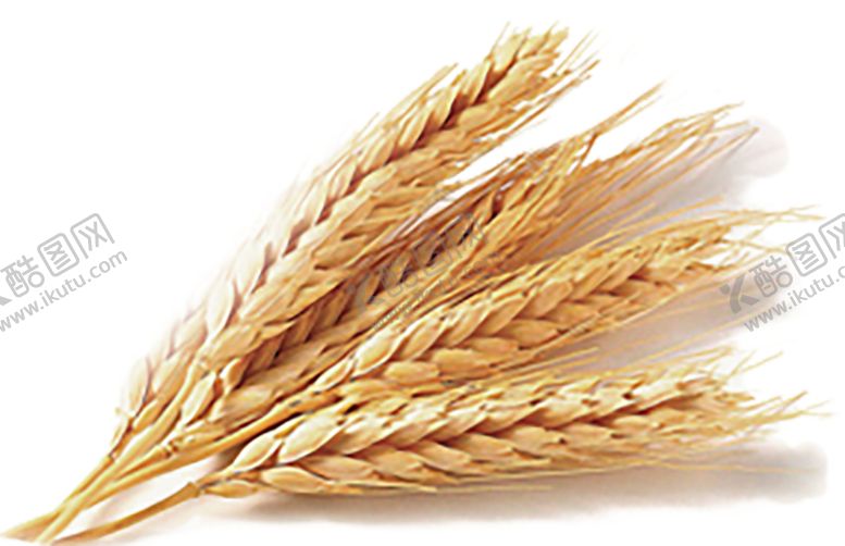 编号：73809709152349593334【酷图网】源文件下载-透明小麦png素材