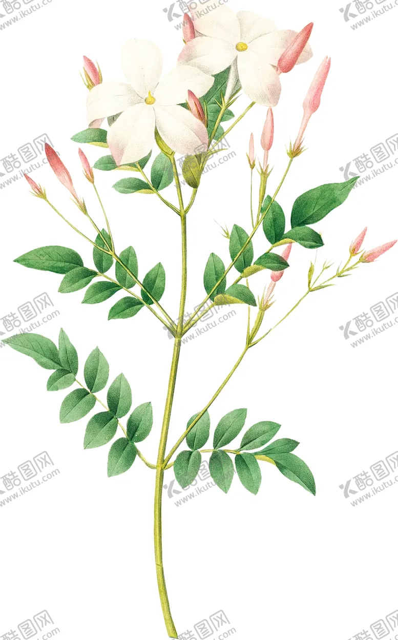 编号：72633602201837506431【酷图网】源文件下载-手绘花草植物素材图片