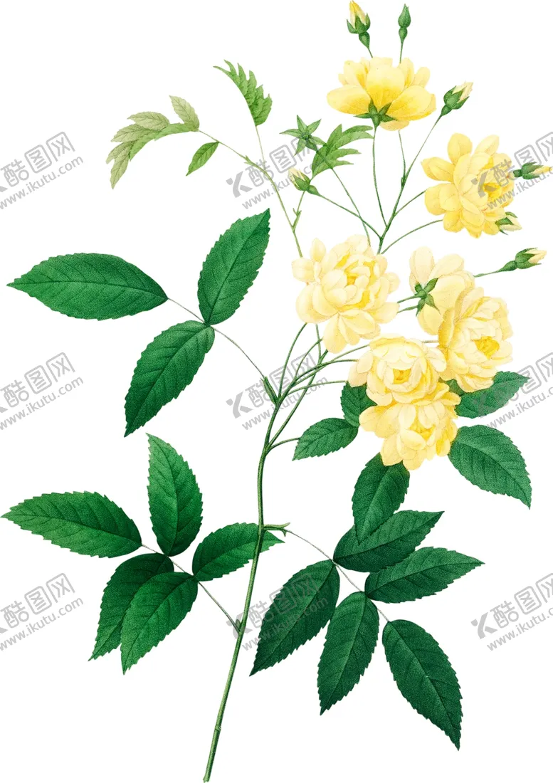 编号：30117502201837206475【酷图网】源文件下载-手绘花草植物素材图片