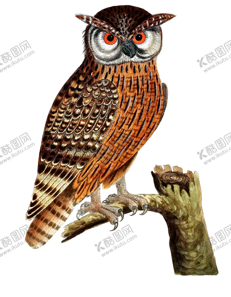 编号：45429502092256178284【酷图网】源文件下载-猫头鹰 