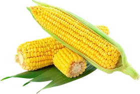 玉米