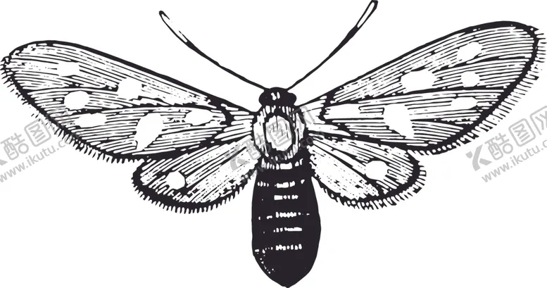 编号：90239509082341457138【酷图网】源文件下载-自然昆虫蝴蝶标本插画