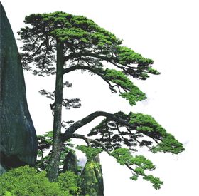 迎客松