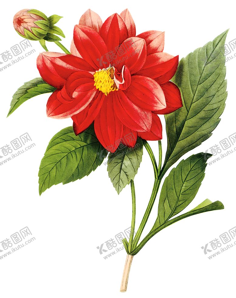 编号：83206906280317065578【酷图网】源文件下载-手绘花