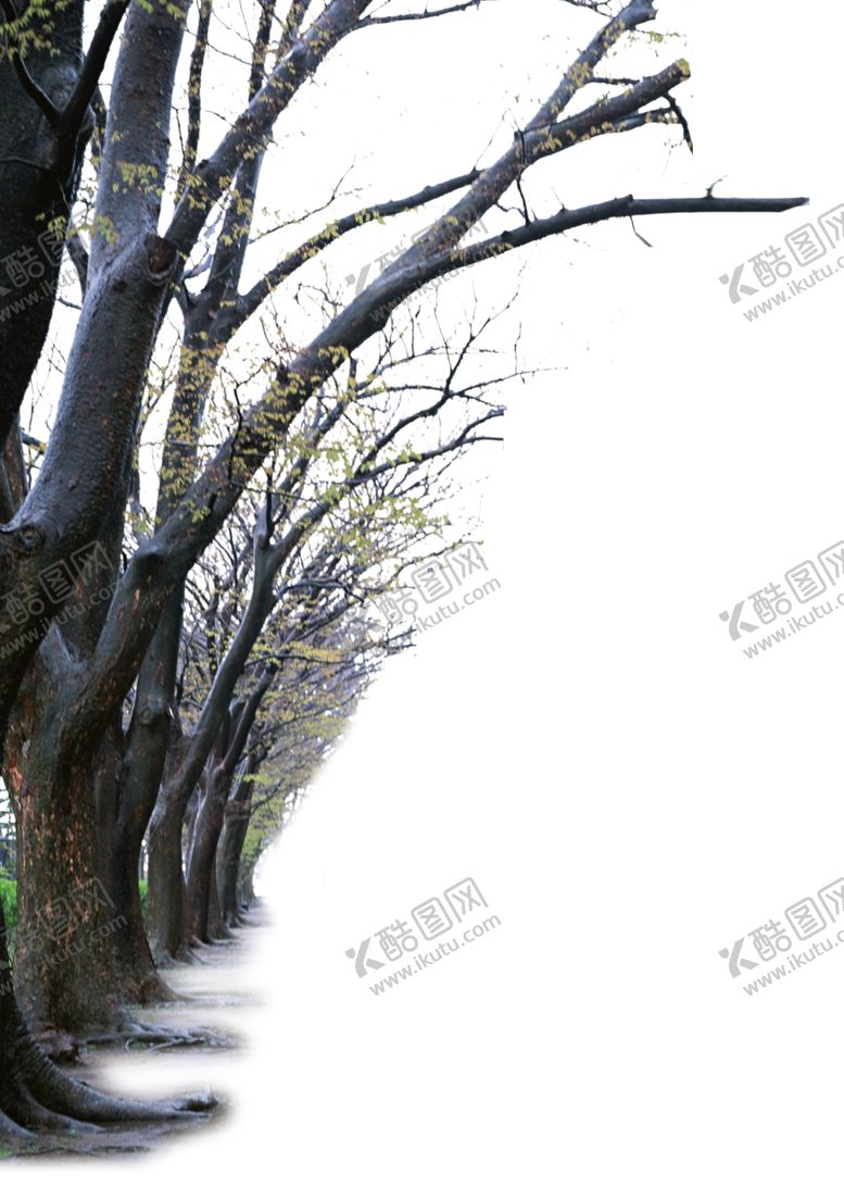 编号：90334107121416081204【酷图网】源文件下载-前景树